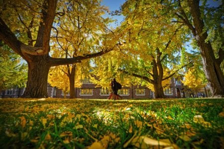 11.10.2015--The Ginkgo Walk in the fall on the Danforth Campus. James Byard/WUSTL Photos