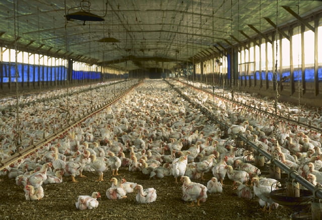 The Need to Regulate Confined Animal Feeding Operations (CAFOs) |  Sustainability | Washington University in St. Louis
