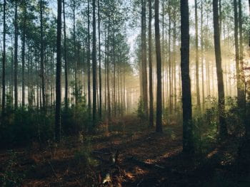 Photo of forest taken by Steven Kamenar.